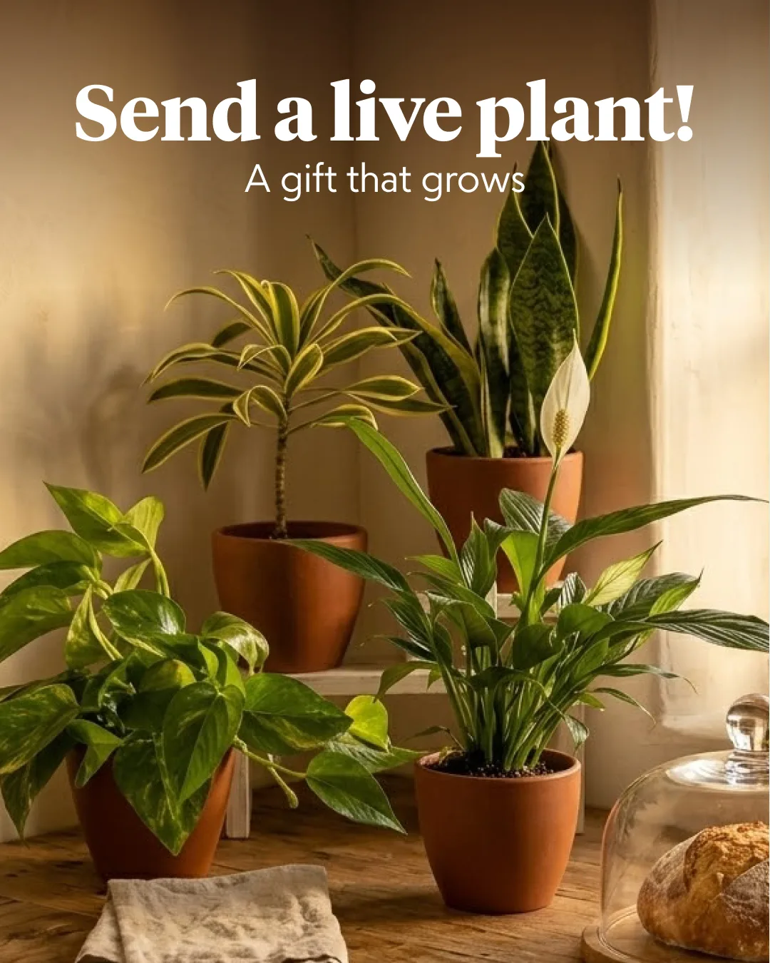 Direct-response static — live plant gift, headline swapped into the template